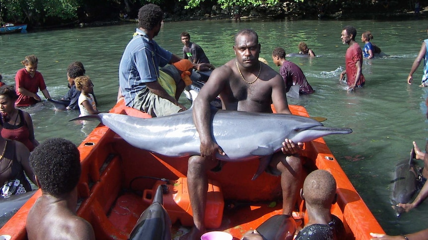 Conservationists have been trying to stop Solomon Islands dolphin hunting