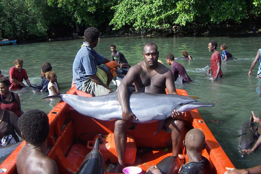 Conservationists have been trying to stop Solomon Islands dolphin hunting