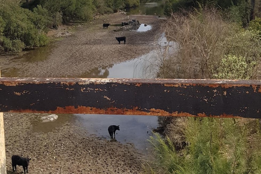 A partly dry river, with cows standing on the river bed in a brown countryside.