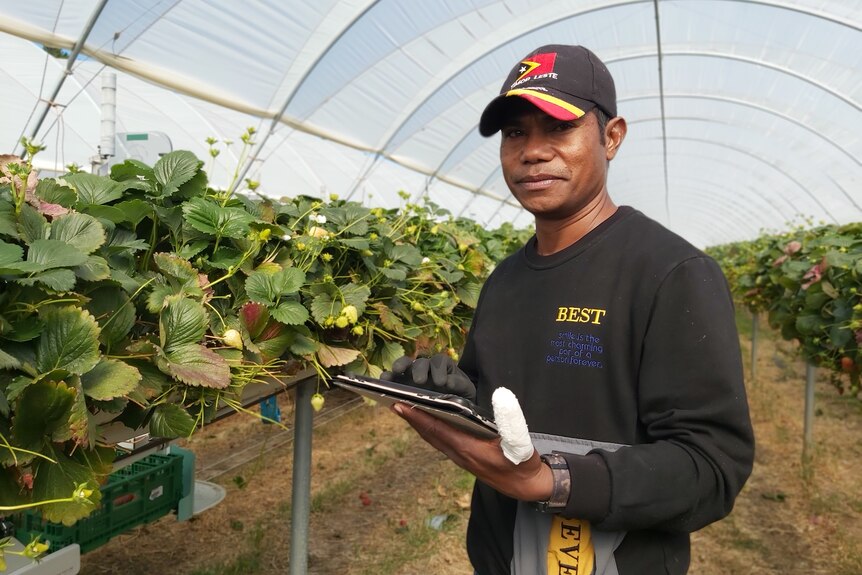 A man stands next to a row of strawberry plants holding a large mobile device.