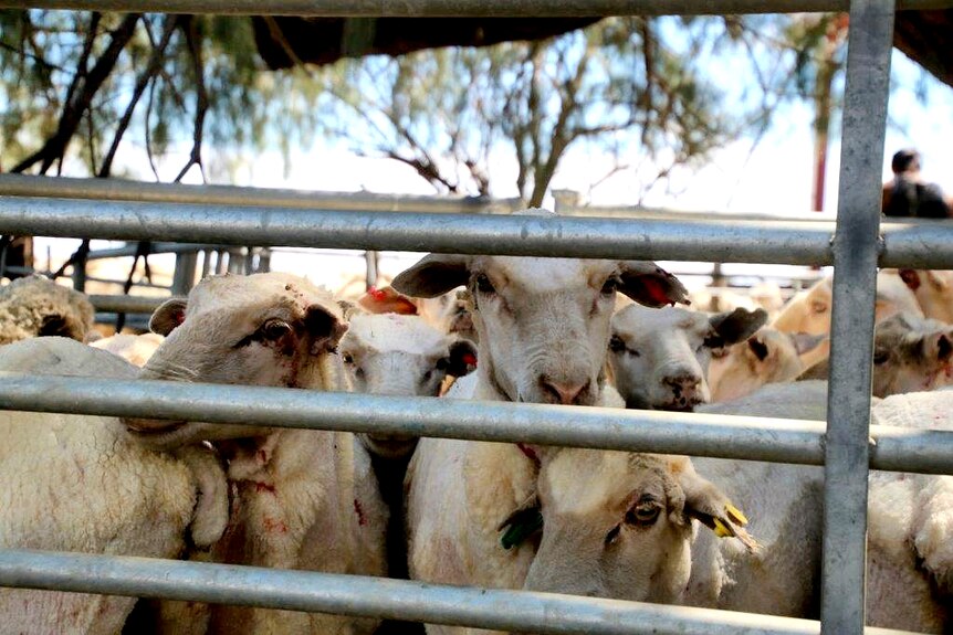 Sheep in a pen at Barcaldine