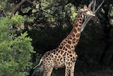 A giraffe stands in bushland.