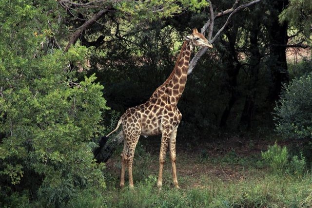 A giraffe stands in bushland.