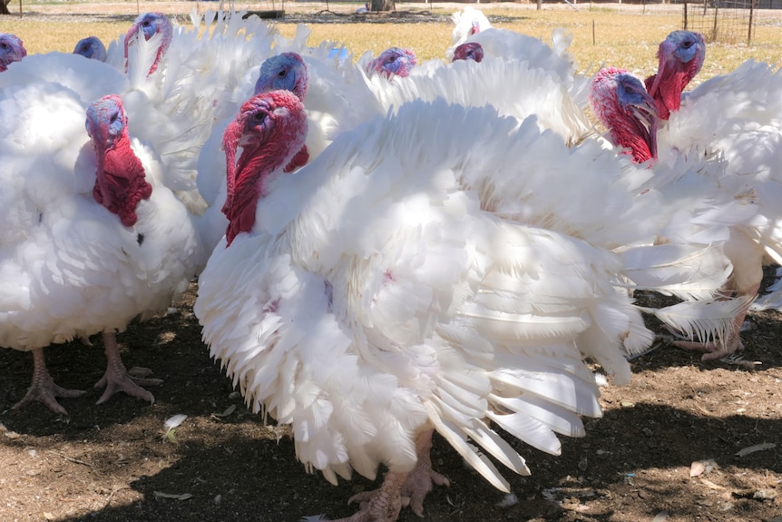 Big white turkeys with red & blue heads ruffle their feathers in a paddock