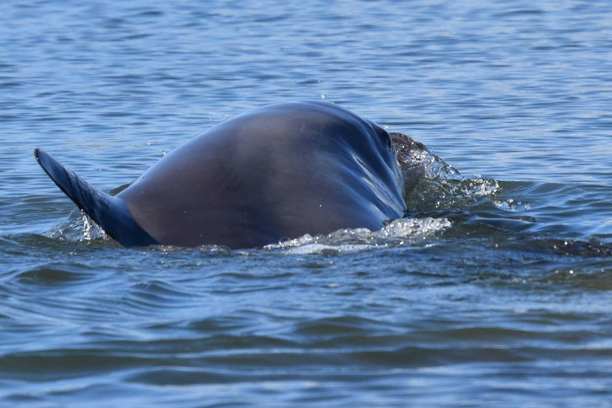 A dolphin surfaces at Mandurah estuary while giving birth to a calf.