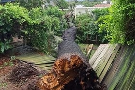 Bottom of tree trunk that snapped and fell through fence.