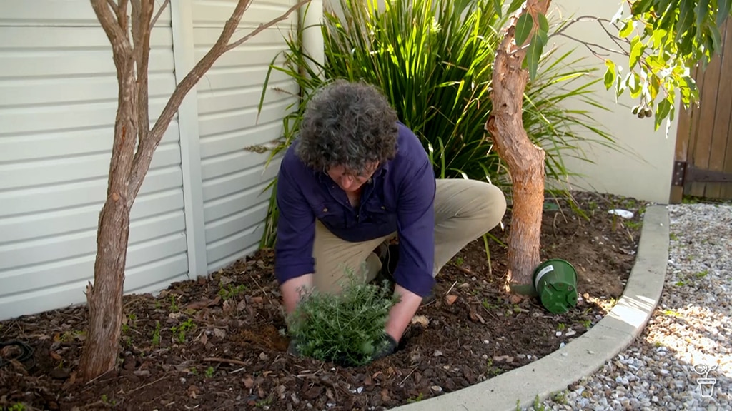 Josh planting in a garden bed beside a path.