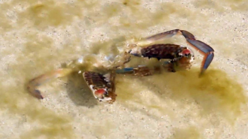 Dead crabs in Jurien Bay in WA