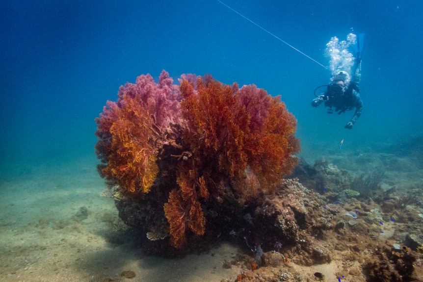 A diver is seen in the middle distance aimed towards a boulder in the middle covered in red gorgonias and sea whips