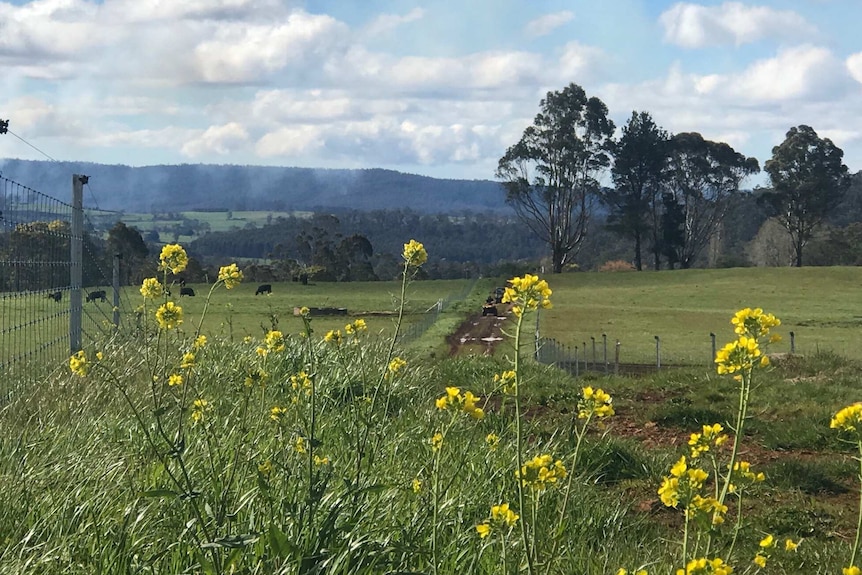 Spring flowers grow in the McCreath's new cattle property in Deloraine, northern Tasmania. Taken in December 2018.