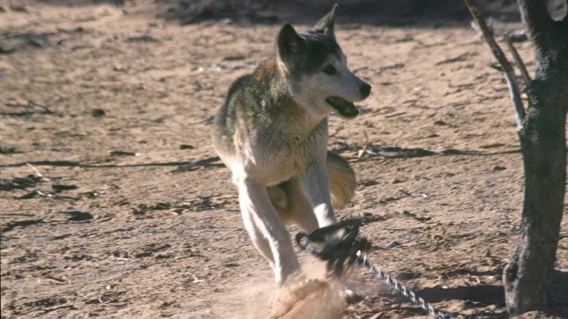 The ethics of trapping, shooting and baiting feral animals - ABC Radio  National