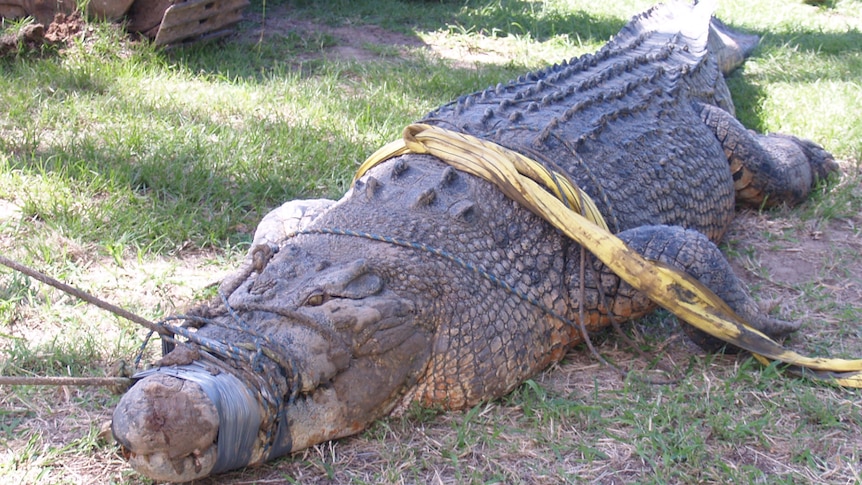 MJ the crocodile lays on the grass with ropes around his snout