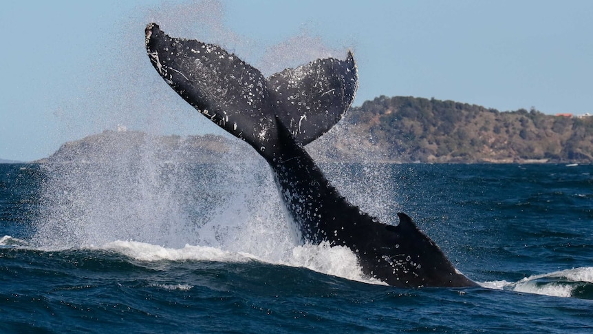 humpback whale diving, tail in air in, in waters off Port Macquarie