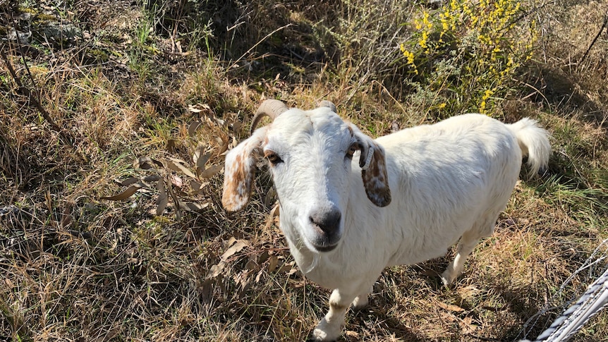 A white goat with little horns looks up curiously at the camera.