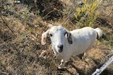 A white goat with little horns looks up curiously at the camera.