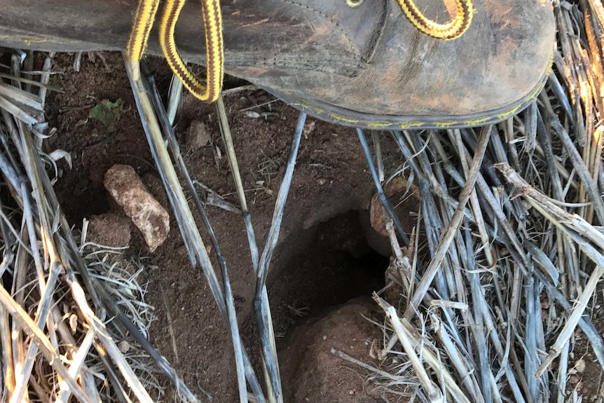 Michael Vincent holds his boot next to the entrance to a mouse nest in a paddock.