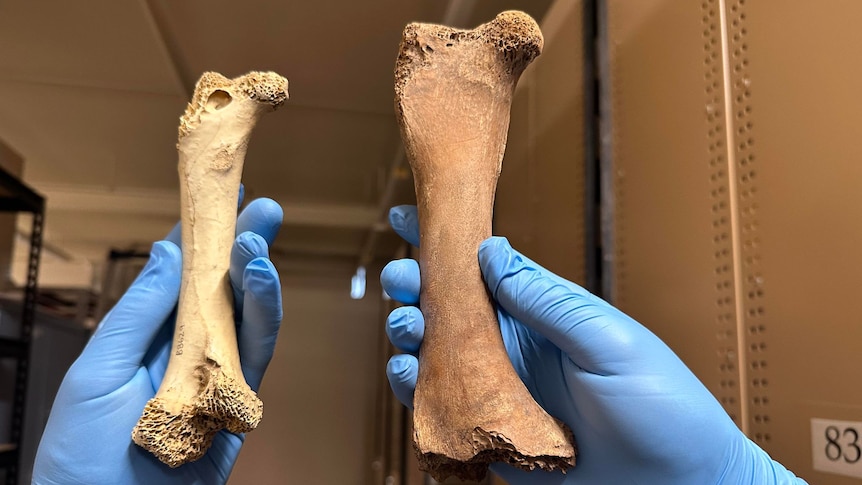 Hands in blue gloves hold two bones, the one on the right is larger