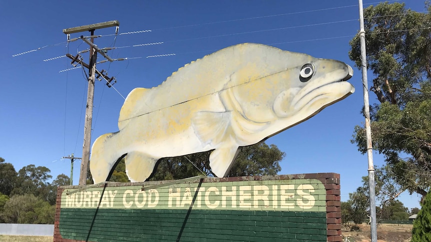 Murray Cod Hatchey sign