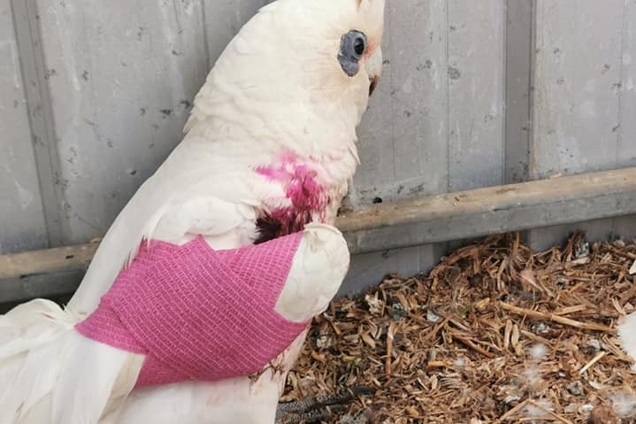 A bird with its wing bandaged