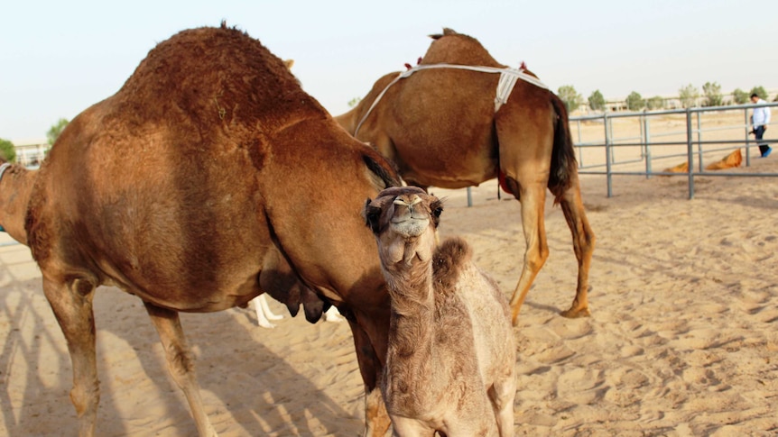 Camels at the Camelicious dairy in Dubai
