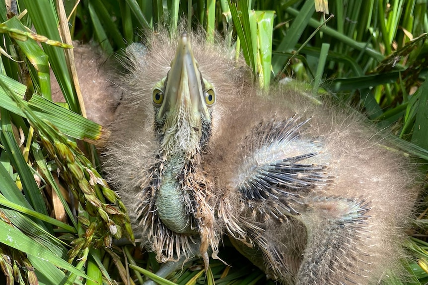 Small bird with fluffy feathers, wide eyes and long pointy beak