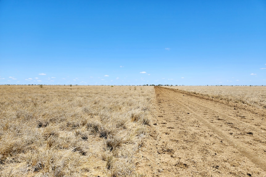 dry paddock in western Queensland