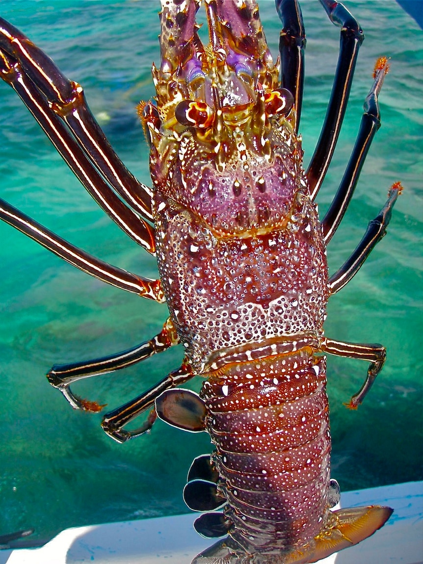 A large crayfish on a boat