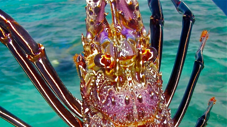 A large crayfish on a boat