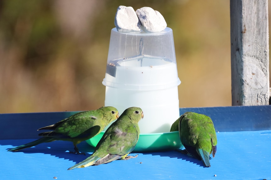 Three green parrots on a blue plastic mat eating from a plastic bird feeder