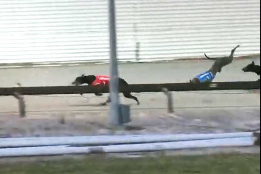 dog tripping over in mid air during a race