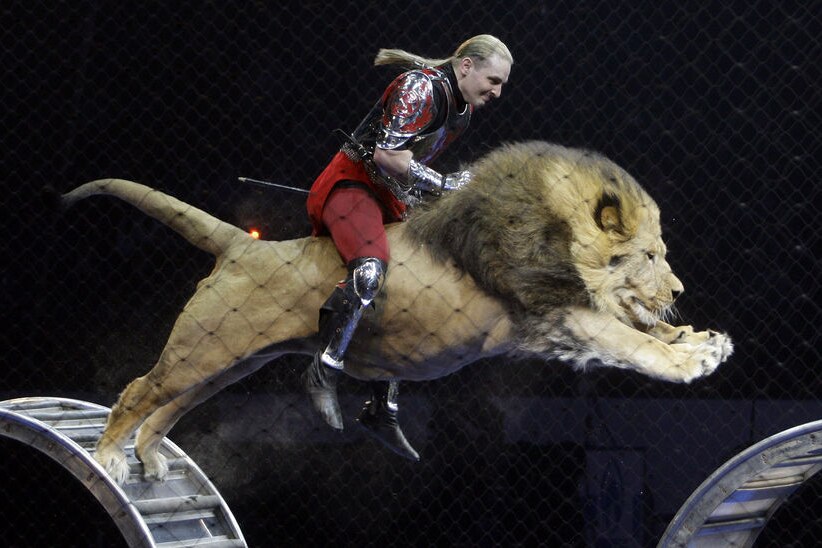 Animal tamer Askold Zapashny of the Brothers Zapashny circus rides a jumping lion