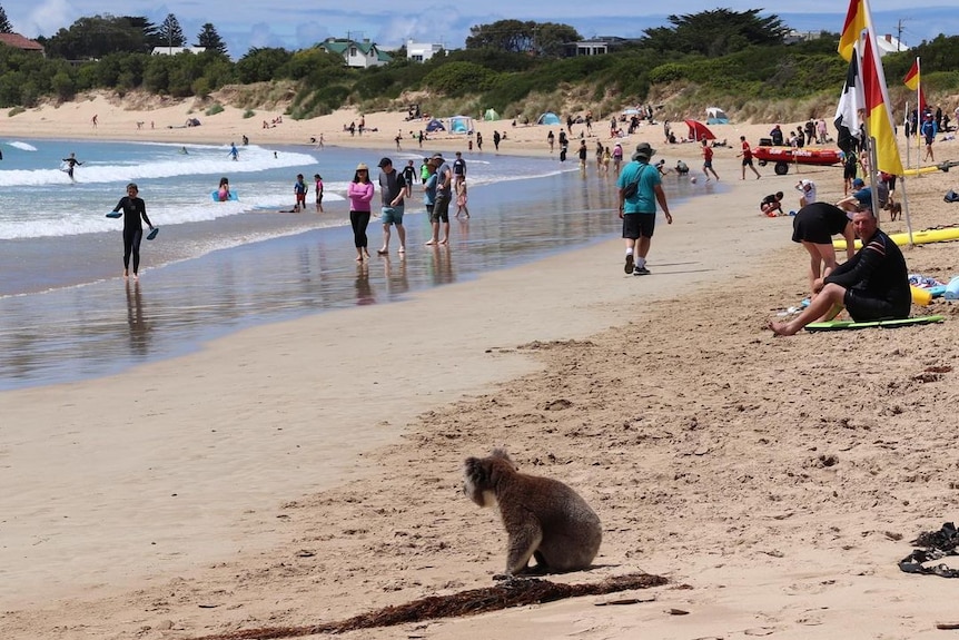 A koala sitting on sand