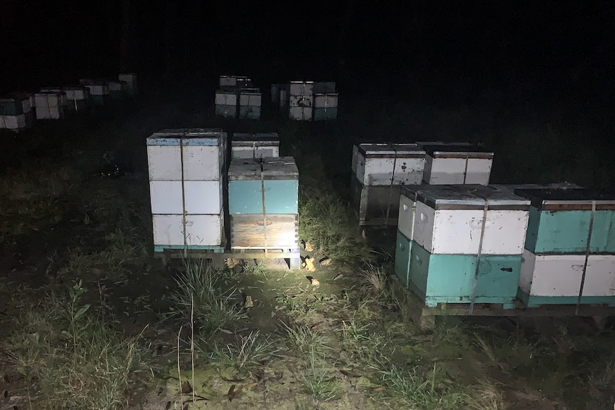 Several cane toads waiting outside blue and white bee hives at night.