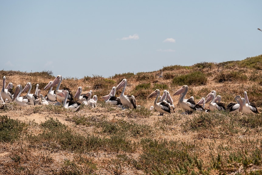 Pelicans on Penguin Island