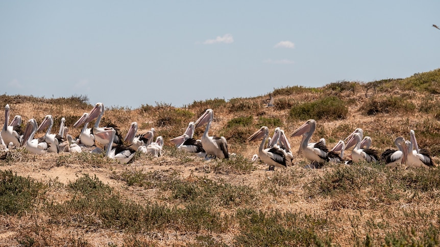 a flock of penguins stand on a barren land mass