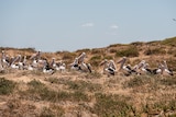 a flock of penguins stand on a barren land mass