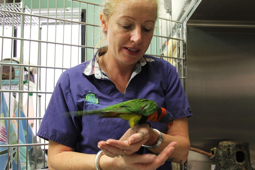 a woman holding a lorikeet bird