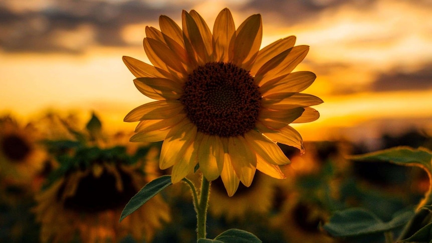 A sunflower stands in a field
