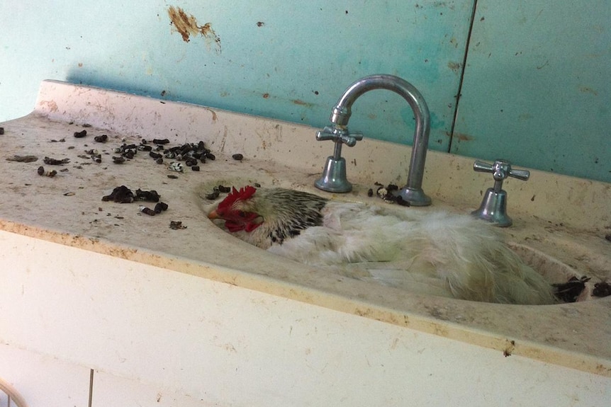 A filthy sink in a backpacker property with a chicken sitting in it.