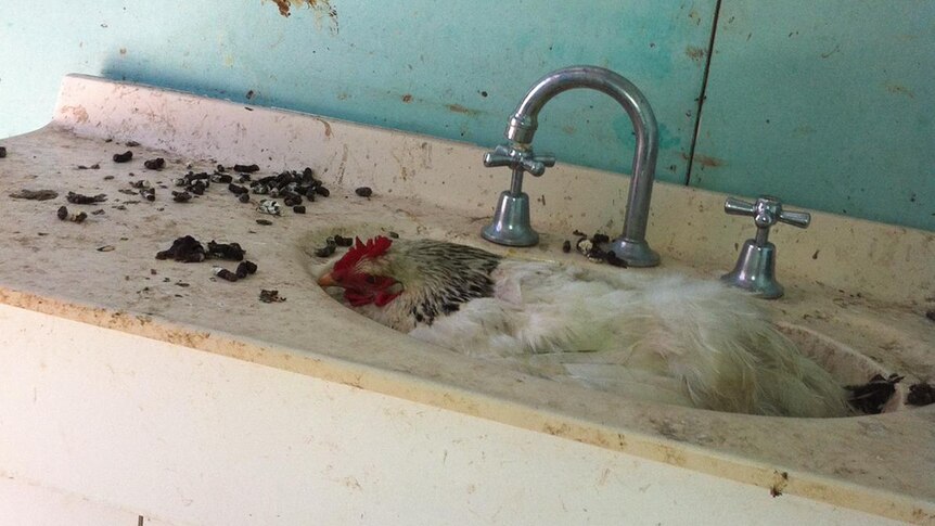 A filthy sink in a backpacker property with a chicken sitting in it.