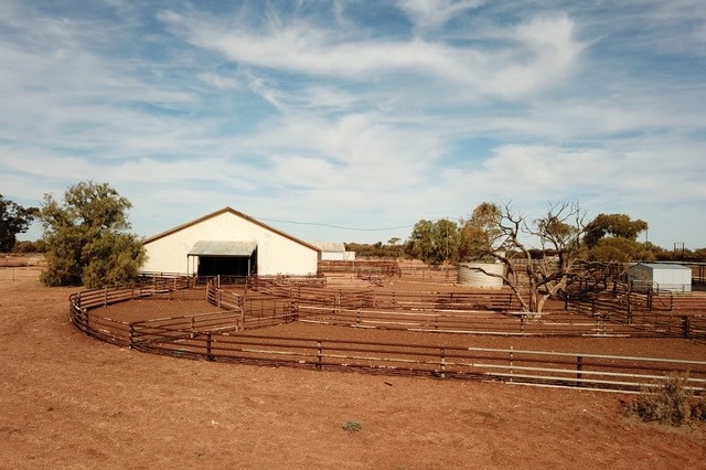 An old white shed sits behind rusting metal fences used for livestock.