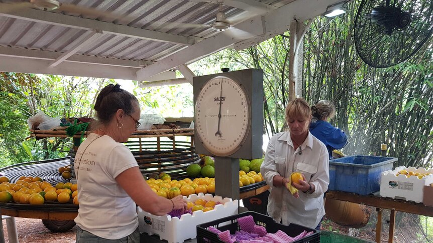Alison Salleras and the team carefully pack abiu fruit in a packing shed in far north Queensland.