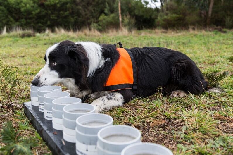A border collie conservation detection dog sitting on grass sniffing plastic tubes for scents of endangered frogs