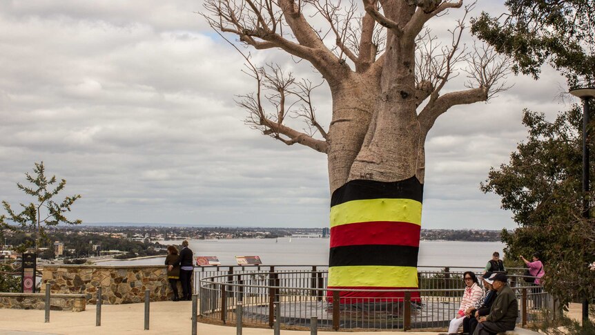 The Kimberly Boab Tree 'Gija Jumulu'.