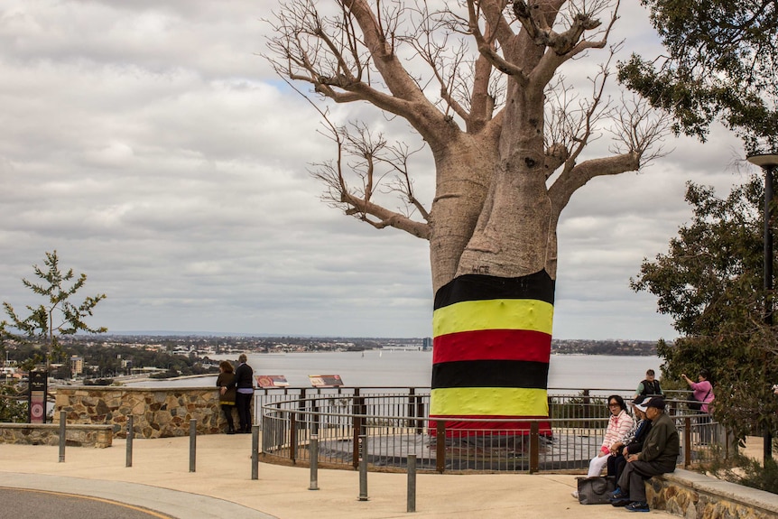 The Kimberly Boab Tree 'Gija Jumulu'.