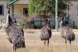 A group of emus stand in a grassy field in front of street. Electricity poles and a house are visible in the background