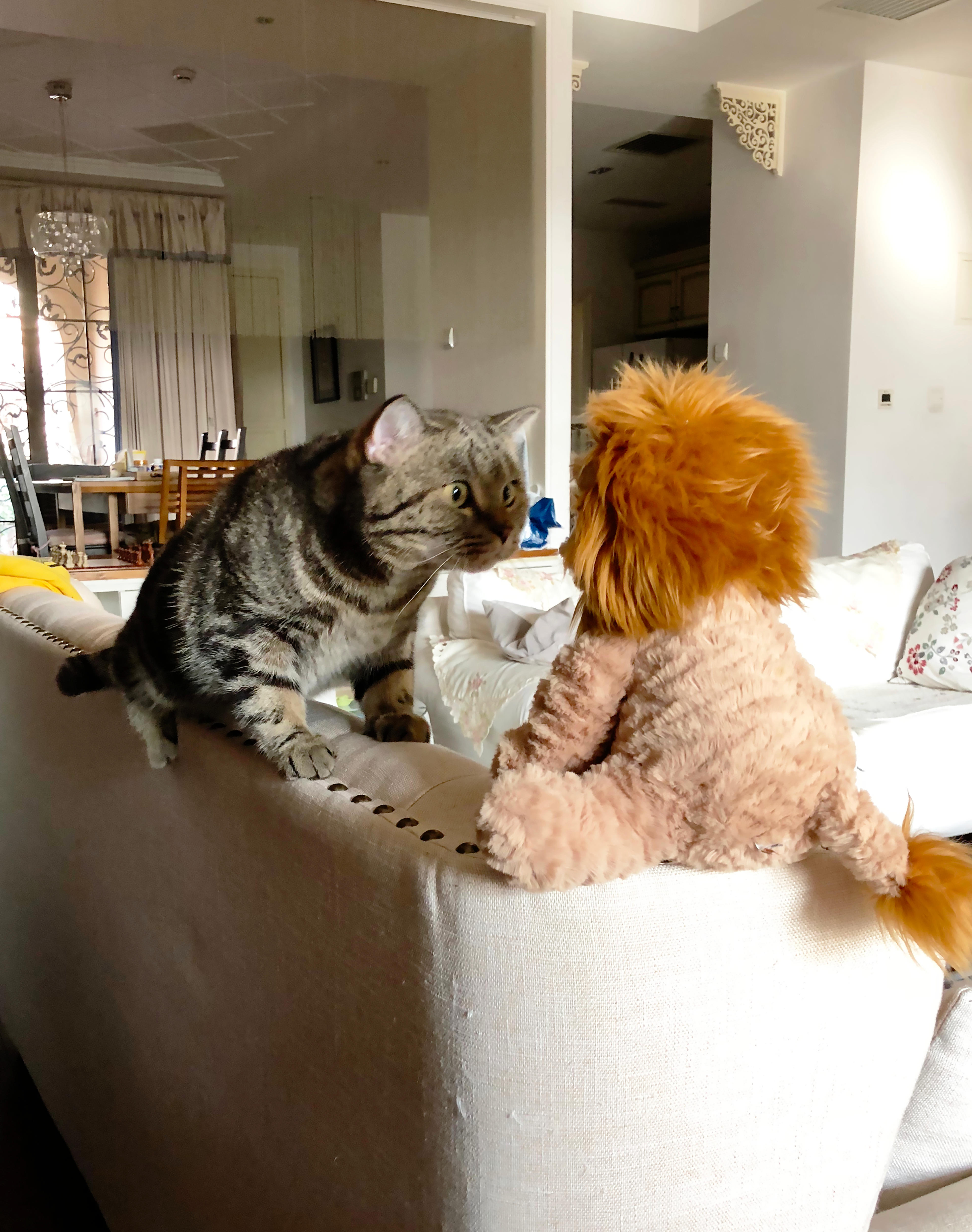 A cat looking so confused at a lion plush toy