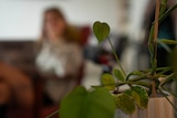A woman blurred in the background with a plant in the foreground