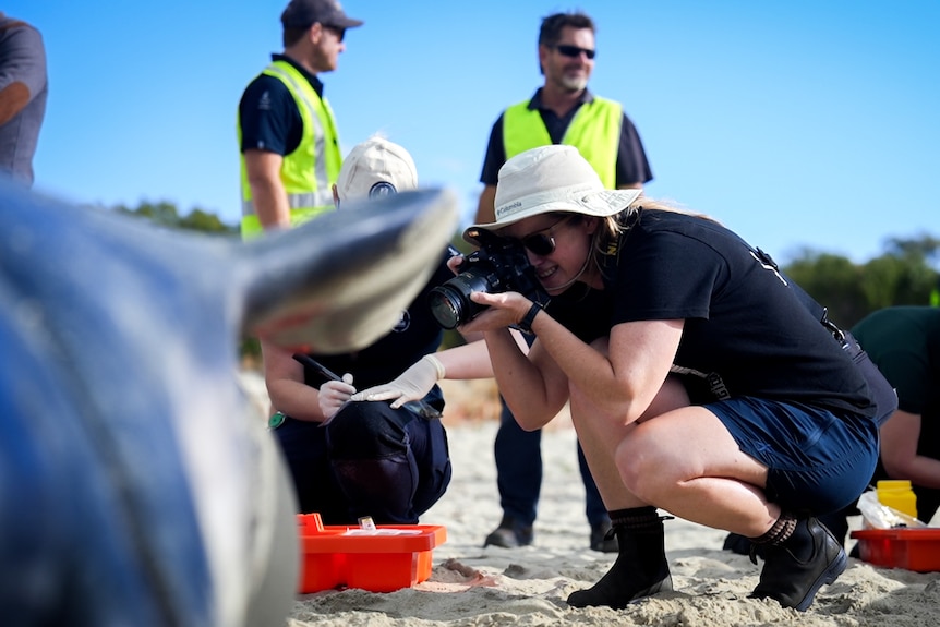 A woman taking a photo of a beached pilot whale.