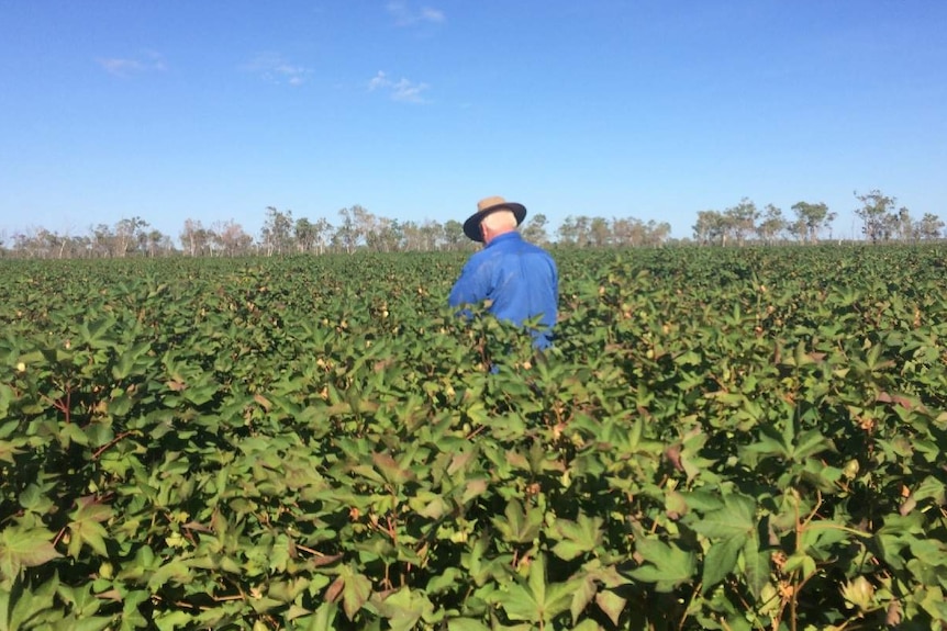 Ron Greentree in a field of cotton, up to his waist, with his back turned and head down, inspecting the crop.